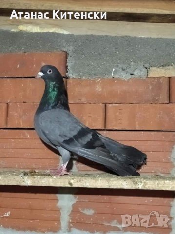 Пазарджишки  високолетачи , снимка 3 - Гълъби - 30874877