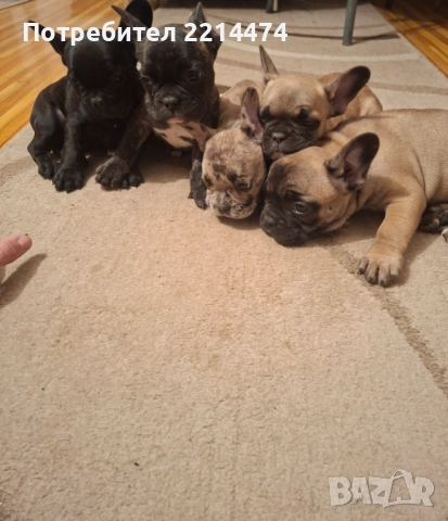 Френски булдочета