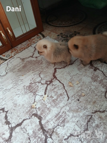 Mini pomeran, снимка 2 - Померан - 53295995