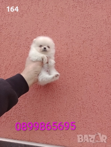 Померан. Мини момченце. Снимки от 23.12.25 г. , снимка 2 - Померан - 52885649