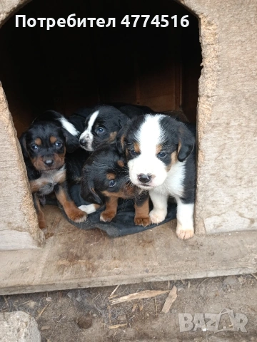 Подарявам пет малки кученца