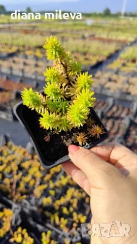 Седум Анджелина, Sedum rupestre Angelina, снимка 9 - Градински цветя и растения - 47307888