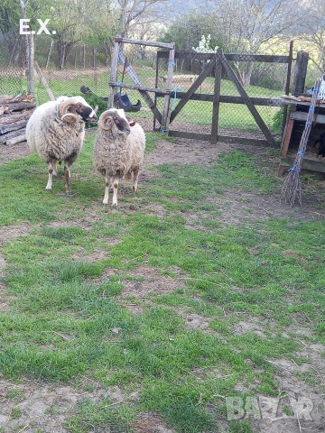 Кочове , снимка 2 - Овце - 54293399
