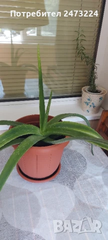 Алое вера големи растения, снимка 6 - Стайни растения - 50536888