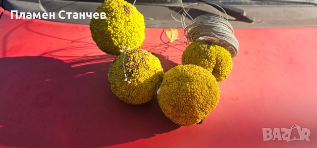 Маклура  китайска черница кудрания