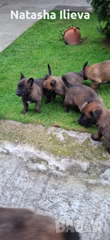  Белгийска овчарка малиноа , снимка 8 - Белгийска овчарка - 52859706