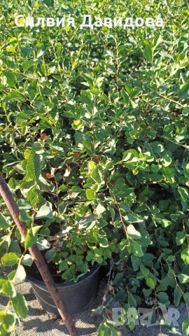 декоративни храсти и растения, снимка 10 - Градински цветя и растения - 51517818