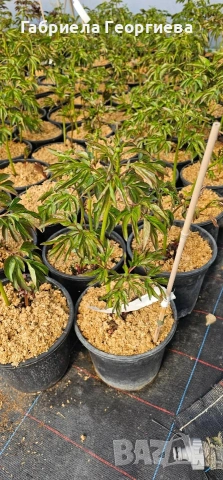 Божур, снимка 6 - Градински цветя и растения - 54232997