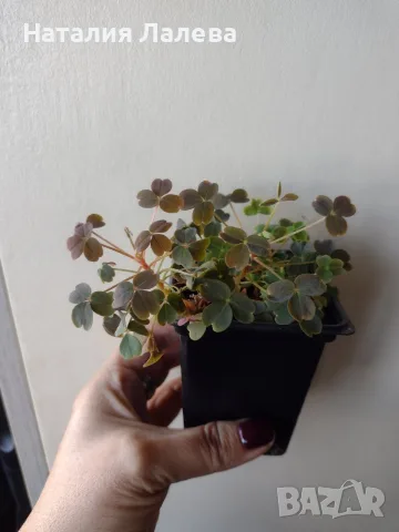 Оксалис, Oxalis vulcanicola Sunset Velvet, снимка 4 - Стайни растения - 56304030