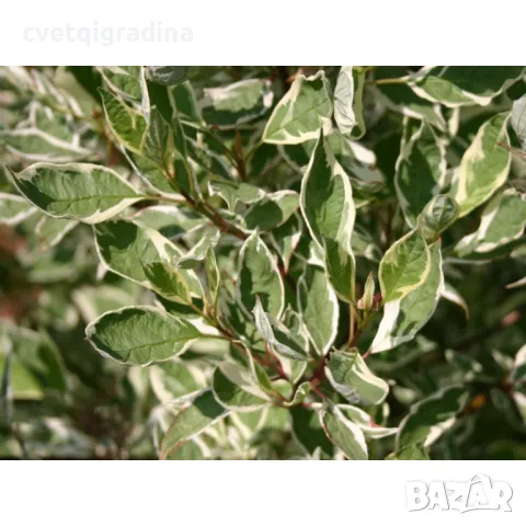 Cornus alba 'Elegantissima' 15/20 корнус, снимка 2 - Градински цветя и растения - 50077915