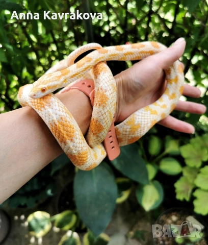 царевичен смок 