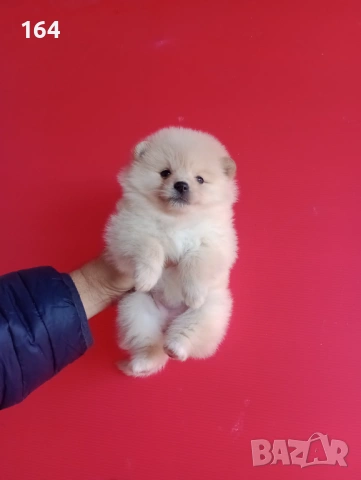 Померанчета. Реални снимки ! Померани.