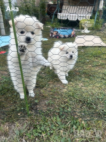 Мини шпиц, снимка 1