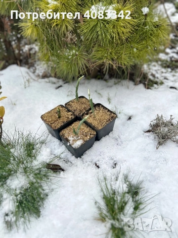 Кокиче комлект , снимка 7 - Градински цветя и растения - 53190497