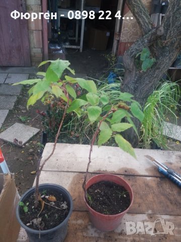 Налични 27 СОРТА МАЛИНИ, снимка 9 - Разсади - 39102984