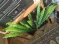Папрат изкуствен 60 см.2 бр.за 20лв, снимка 4