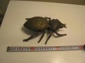 бронзов пепелник бръмбар, снимка 6