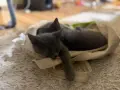 Сиви късокосмести британчета , снимка 14