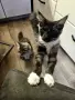 Мейн куун котенца , снимка 2