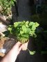  Хоста Бяло с Зелено , Жълто с зелено и Зелена . Цена за 1бр 8,50лв., снимка 4