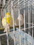 Продавам канари фай фенси , снимка 7