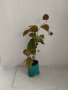 Мъжко киви Томури(Actinidia Tomuri), снимка 1 - Градински цветя и растения - 42363263