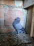 Продавам спортни гълъби , снимка 2