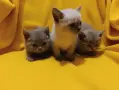 Котета от порода Руска синя котка !, снимка 16