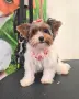 Йоркширски териер- бивер, снимка 3