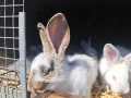 Продава зайци, снимка 6