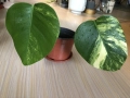 Monstera Aurea, philodendron Florida Beauty, Sodiroi, Cream Splash, Epipremnum Baltic Blue , снимка 1