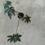 бегония ......., снимка 2