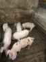 Продавам малки прасенца, снимка 2