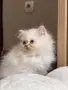 Персийско коте. , снимка 1