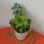 Сукуленти вкоренени микс, снимка 5
