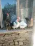 Кокошки и петли , снимка 2