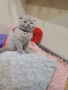Шотландски клепоухи котета на 2 месеца, снимка 1