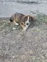 Подарявам Кученца , снимка 2