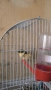 Male Canary Gloster, снимка 13