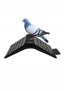 Кацалка за гълъби, снимка 1 - Гълъби - 37102635