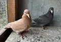 Поморийски Ролер и Мардини, снимка 2