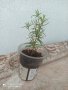 Розмарин , снимка 1 - Градински цветя и растения - 37053227