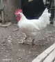 Петли за клане Бяло Брезе, снимка 1