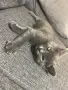 Коте търси дом - София - спешно , снимка 1