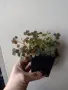 Оксалис, Oxalis vulcanicola Sunset Velvet, снимка 4