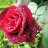 Представител