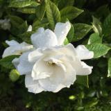 Продавач-консултант/ка в магазин за месо